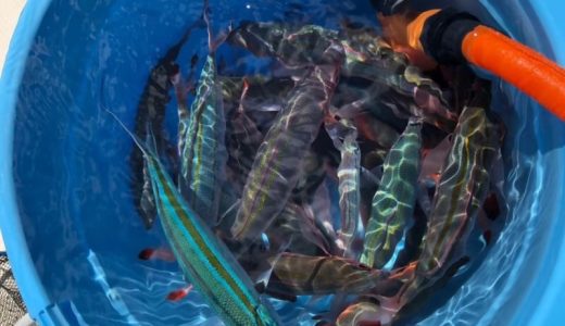 沖縄の慶良間諸島へ船釣りへ。沖縄マリンセンター。