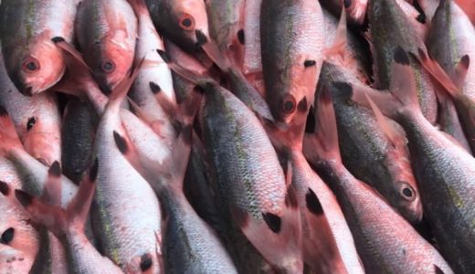 沖縄で船釣り乗り合い。本日も大物釣れました！