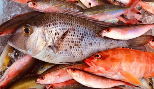 船釣りの醍醐味は、鮮度抜群の魚を食べること！