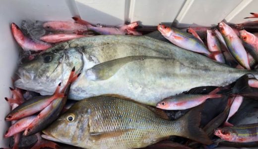 本日も沖縄で大物の魚釣れました。
